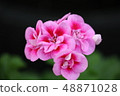 Geranium 1 48871028