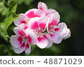 Geranium 2 48871029