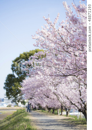 Minami-Ashigara春天大小的櫻花，春天樹直徑 48871193