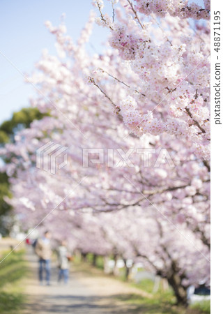 Minami-Ashigara春天大小的櫻花，春天樹直徑 48871195