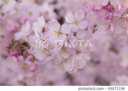 Minami-Ashigara春天大小的櫻花，春天樹直徑 48871196