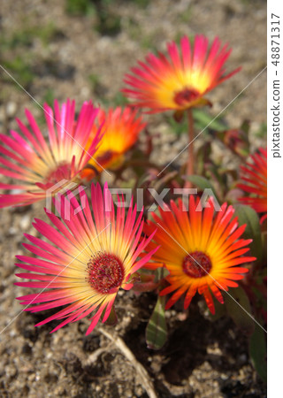 Livingston Daisy 48871317