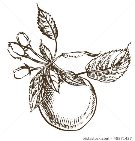 Apple illustration. Hand drawn patterns with textured apple illustration. Vintage botanical hand 48871427