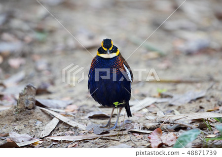 Adult male Malayan banded pitta (Hydrornis irena) 48871739