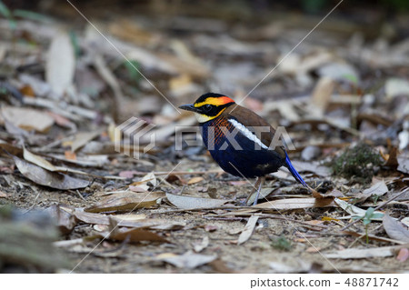 Adult male Malayan banded pitta (Hydrornis irena) 48871742