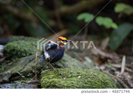 Adult male Malayan banded pitta (Hydrornis irena) 48871746