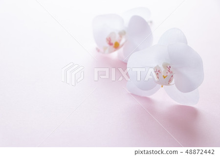Phalaenopsis orchid for background Phalaenopsis orchid for background 48872442