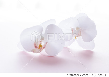 背景的蘭花植物蘭花 照片素材 圖片 圖庫