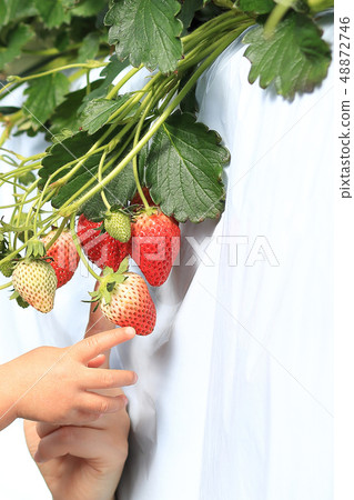 Strawberry strawberry picking child and mother pointing finger image 48872746