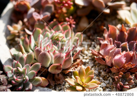 garden Succulent Autumn Leaves Gardening Garden Plant Green Fashionable 48872808