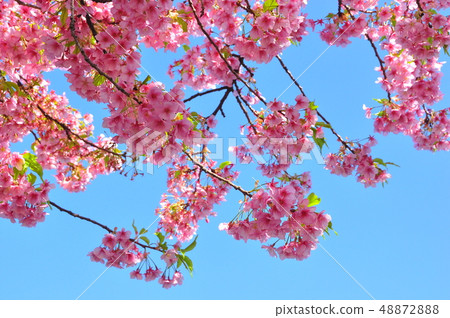 早春形象:河津櫻花盛開 早春形象:河津櫻花盛開 48872888