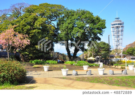 江之島鹿岡岡廣場的川野櫻花和海蠟燭 江之島鹿岡岡廣場的川野櫻花和海蠟燭 48872889