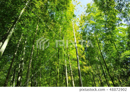 Eco image Takebayashi bathed in sunshine Eco image Takebayashi bathed in sunshine 48872902
