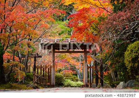 Autumn visit to the hospital 48872997