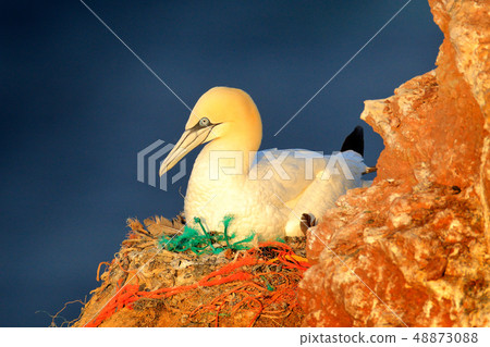 Northern Gannet sitting on the nest on the cliff 48873088
