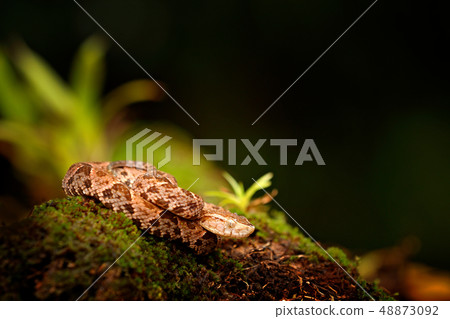 Fer-de-lance in nature habitat 48873092