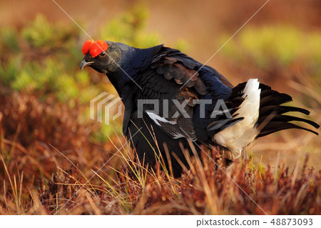 Black grouse on the bog meadow 48873093