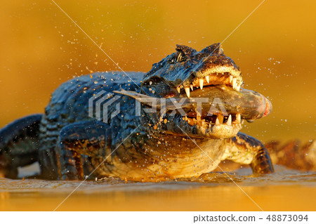 Yacare Caiman, crocodile with piranha fish 48873094