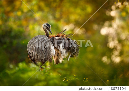 Greater Rhea, Rhea americana,hiding in vegetation 48873104