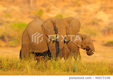 Evening sun in Africa. Elephant walking in water 48873106