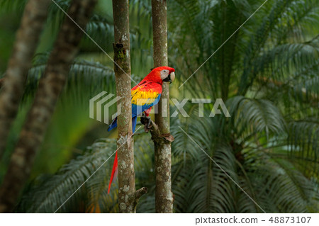 Red parrot Scarlet Macaw, Ara macao in the jungle 48873107