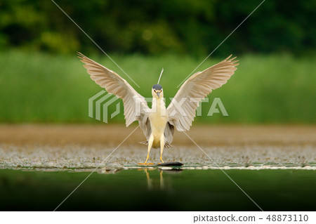 Landing Night heron, Nycticorax nycticorax 48873110