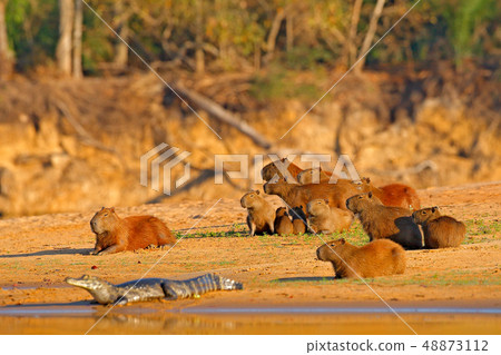 Capybara, family with youngs and caiman 48873112