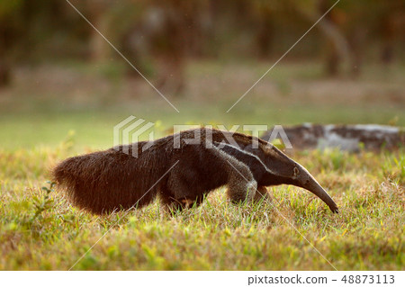 Anteater, cute animal from Brazil. Anteater, cute animal from Brazil. 48873113