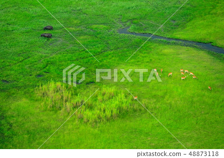 Aerial landscape in Okavango delta, Botswana 48873118