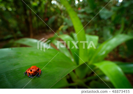 Red Strawberry poison dart frog on the leaves 48873455