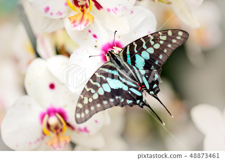 Graphium antheus, Large striped swordtail Graphium antheus, Large striped swordtail 48873461