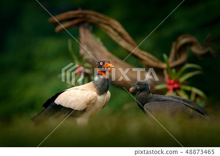 King vulture, Costa Rica, large bird of prey King vulture, Costa Rica, large bird of prey 48873465