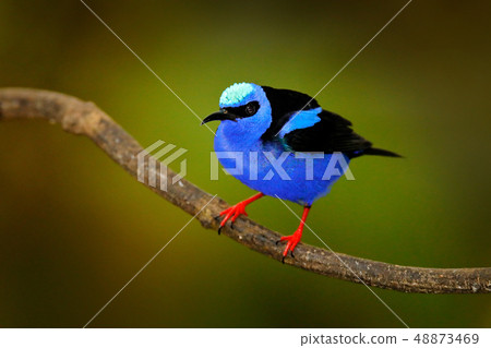 Red-legged Honeycreeper, Cyanerpes cyaneus Red-legged Honeycreeper, Cyanerpes cyaneus 48873469