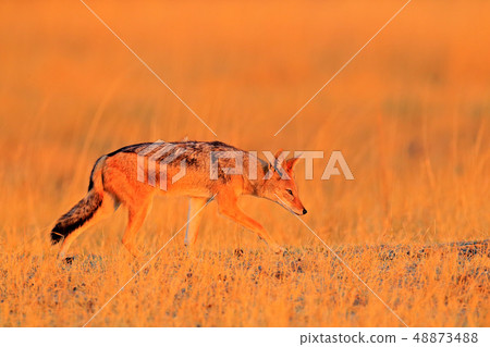 Black-Backed Jackal, animal with long ears Black-Backed Jackal, animal with long ears 48873488