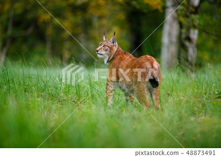 Lynx in green forest. Wildlife scene from nature 48873491