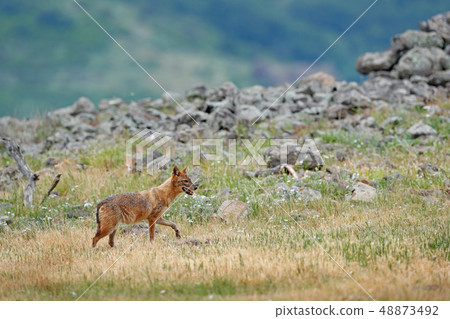 Golden jackal, Canis aureus, feeding scene 48873492