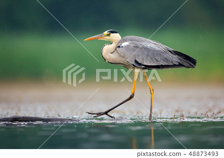 Grey Heron, Ardea cinerea walking in the mud Grey Heron, Ardea cinerea walking in the mud 48873493