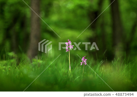 Detail of Orchis mascula, Early Purple Orchid Detail of Orchis mascula, Early Purple Orchid 48873494