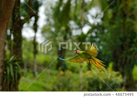 Great green macaw in green jungle Great green macaw in green jungle 48873495