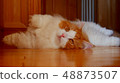  Cat 1445 48873507