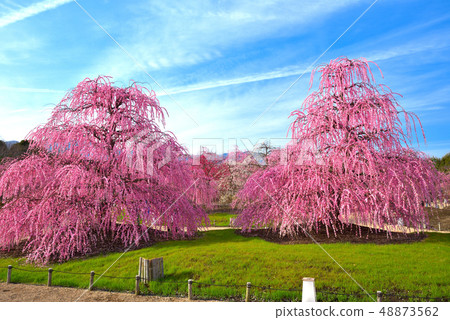 Weeping plum (Suzuka no Mori Garden / Mie Prefecture) Weeping plum (Suzuka no Mori Garden / Mie Prefecture) 48873562