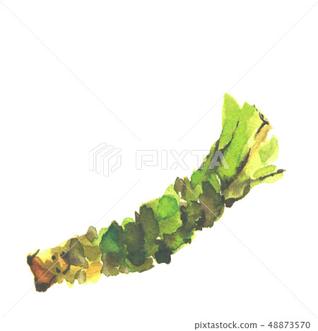 芥末yamatake芥末水彩 芥末yamatake芥末水彩 48873570