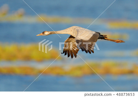 Common Crane, Grus grus, big bird in the nature 48873653