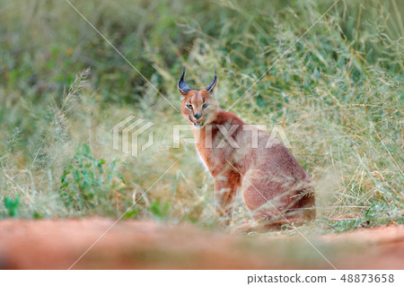 Caracal, African lynx, hidden in green grass 48873658