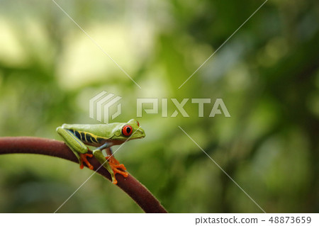 Beautiful frog in tropical forest 48873659