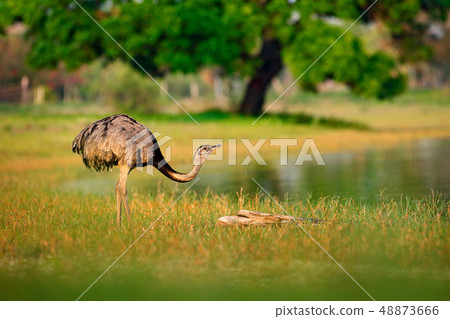 Greater Rhea, Rhea americana, int he grass 48873666