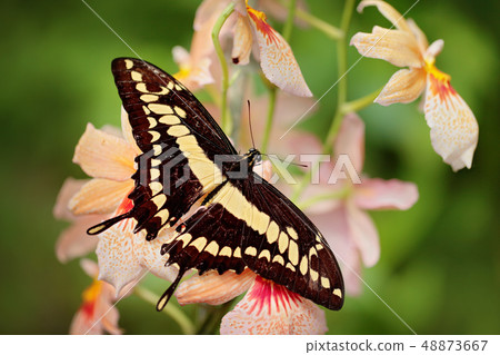 Butterfly on the white orchid Butterfly on the white orchid 48873667