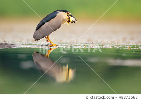 Night heron, grey water bird with fish in the bill 48873668