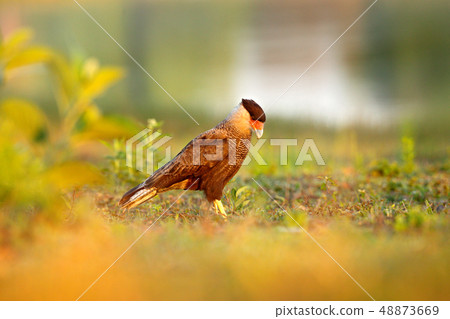 Southern Caracara, walking in the grass Southern Caracara, walking in the grass 48873669