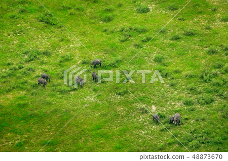 Elephants and aerial landscape in Okavango delta Elephants and aerial landscape in Okavango delta 48873670